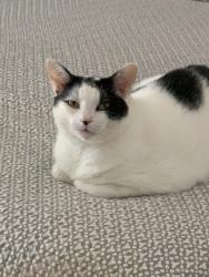 Lost Male Cat last seen S Ocean Breeze and Third ave south, Lake Worth Beach, FL 33460