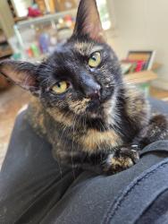 Found/Stray Unknown Cat last seen near the Beach 67 subway stop, Queens, NY 11692