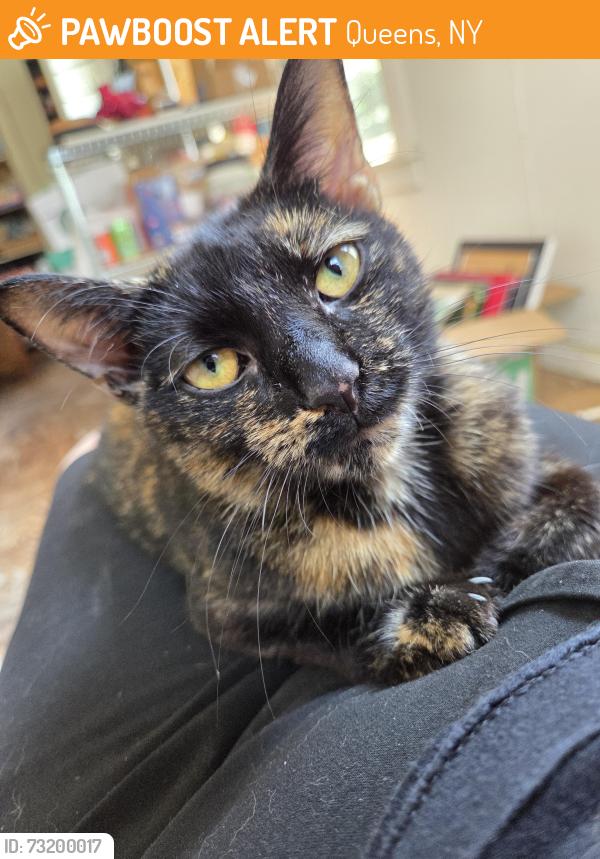 Found/Stray Unknown Cat last seen near the Beach 67 subway stop, Queens, NY 11692