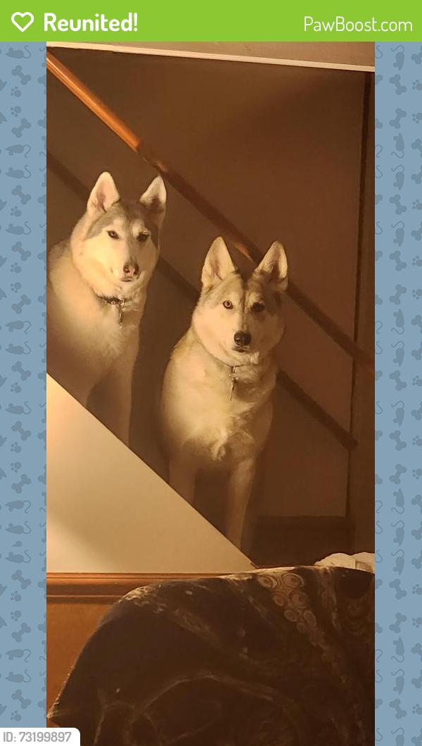 Reunited Male Dog last seen Peppertree neighborhood, Clemmons, NC 27012