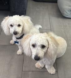 Reunited Male Dog last seen Tower & Sandpaper, Albuquerque, NM 87121