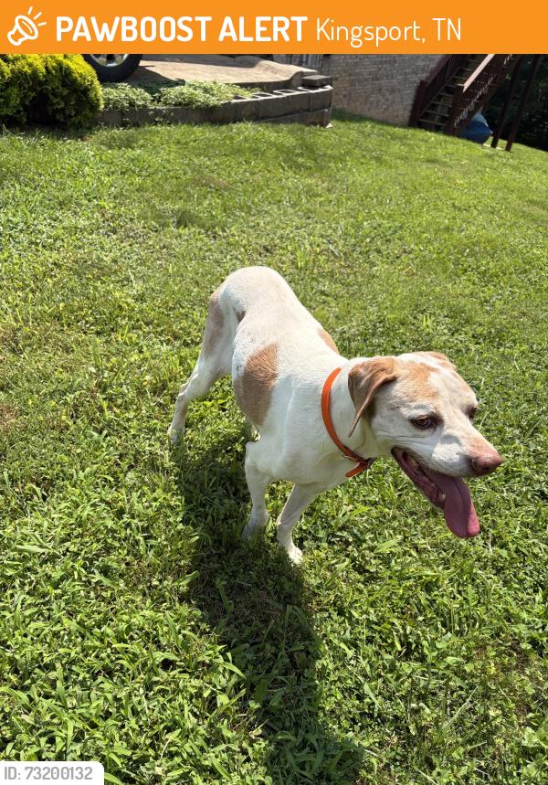 Found/Stray Female Dog last seen Arrowhead dr Kingsport, Kingsport, TN 37664