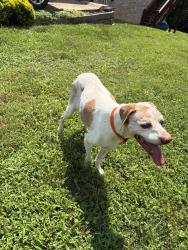 Found/Stray Female Dog last seen Arrowhead dr Kingsport, Kingsport, TN 37664