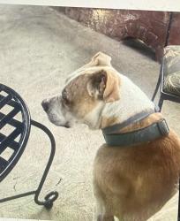 Reunited Female Dog last seen Near old ridge rd, Fairview, PA, Fairview, PA 16415