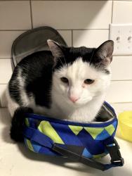 Lost Male Cat last seen Near E Newark Ace Spokane WA 99202, Spokane, WA 99202