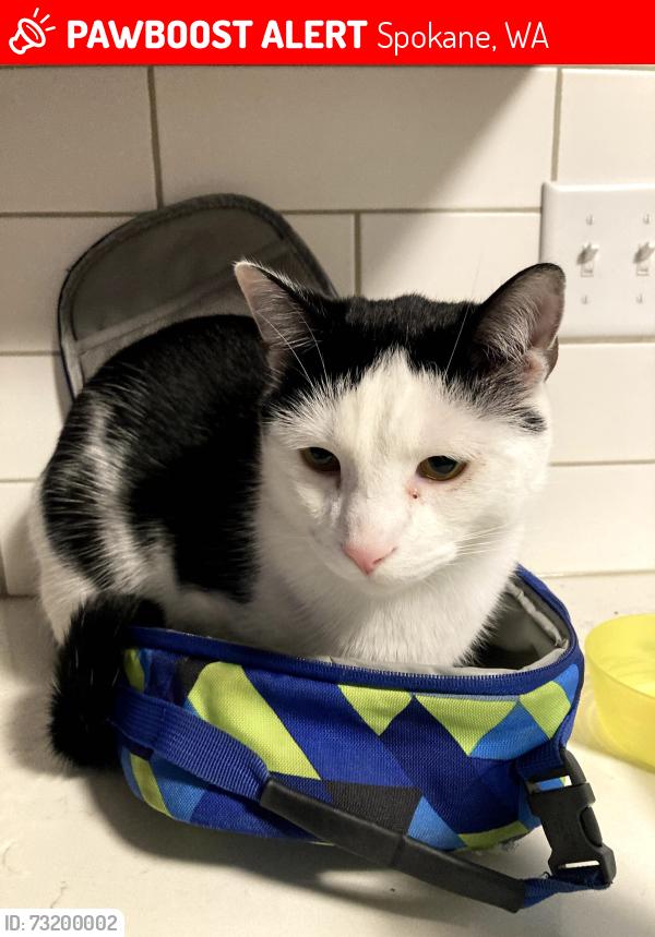 Lost Male Cat last seen Near E Newark Ace Spokane WA 99202, Spokane, WA 99202