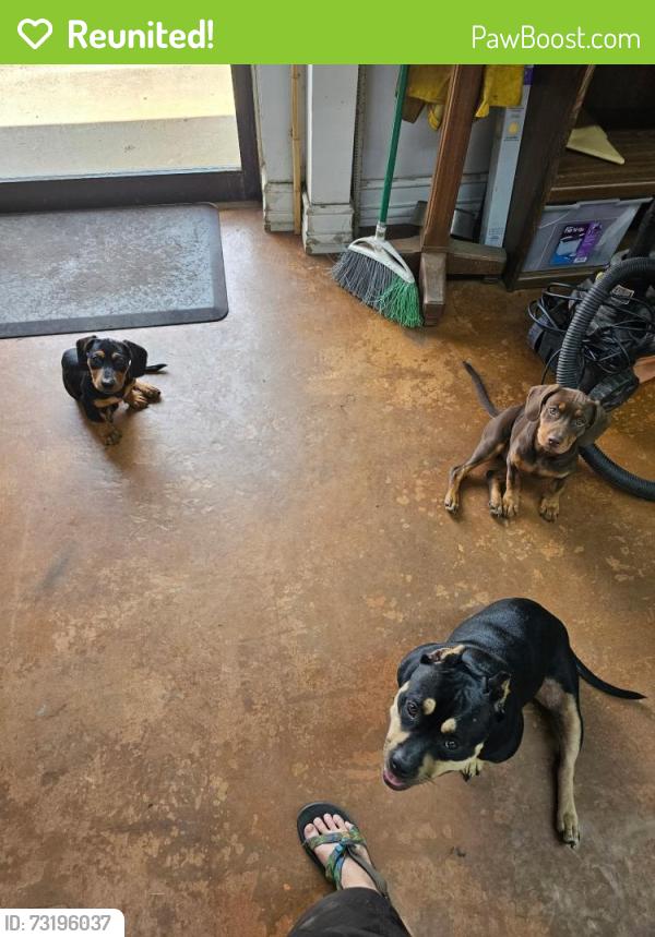 Reunited Female Dog last seen Maloy Rd, Griffin, GA 30224