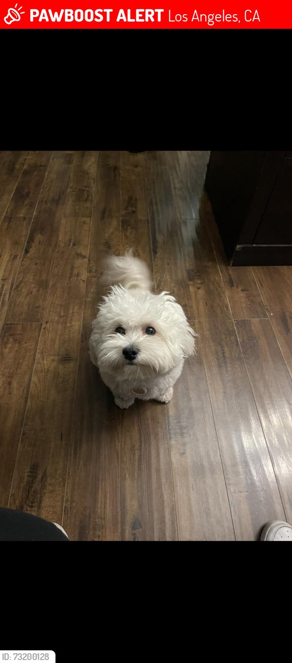 Lost Male Dog last seen Sunland blvd, Los Angeles, CA 91040