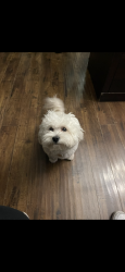 Lost Male Dog last seen Sunland blvd, Los Angeles, CA 91040