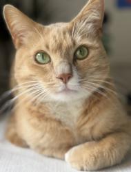 Reunited Male Cat last seen Jewell & Oliver, San Diego, CA 92109
