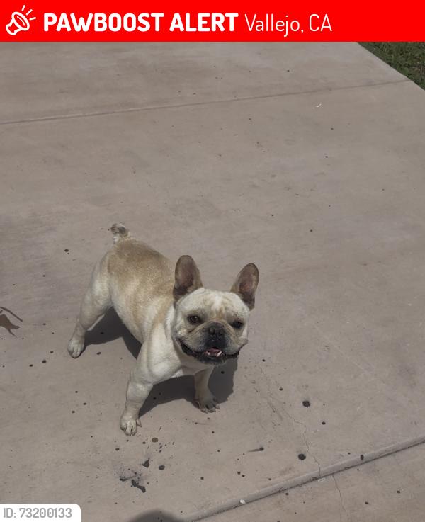 Lost Male Dog last seen Broadway, Nebraska, Vallejo, CA 94590