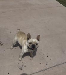 Lost Male Dog last seen Broadway, Nebraska, Vallejo, CA 94590