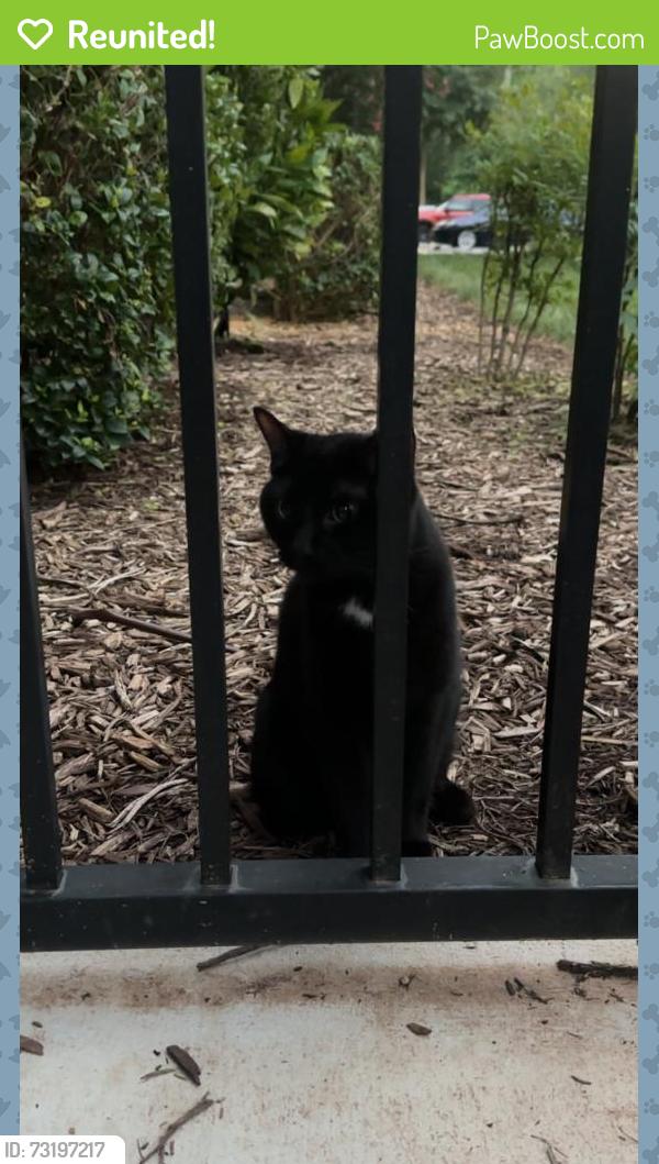 Reunited Unknown Cat last seen near Jones Grant apmts, Raleigh, NC 27609