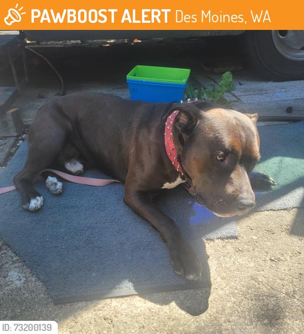 Found/Stray Male Dog last seen 16th and 260th, Des Moines, WA 98198