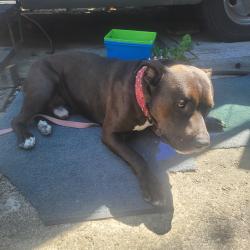 Found/Stray Male Dog last seen 16th and 260th, Des Moines, WA 98198