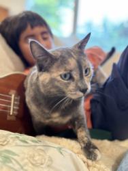 Reunited Female Cat last seen Lynch road and Pleasant hill road, Sebastopol, CA 95472