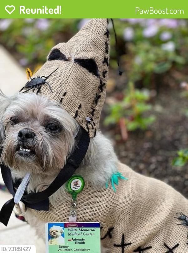 Reunited Male Dog last seen BEDFORD & GUTHRIE, Los Angeles, CA 90034