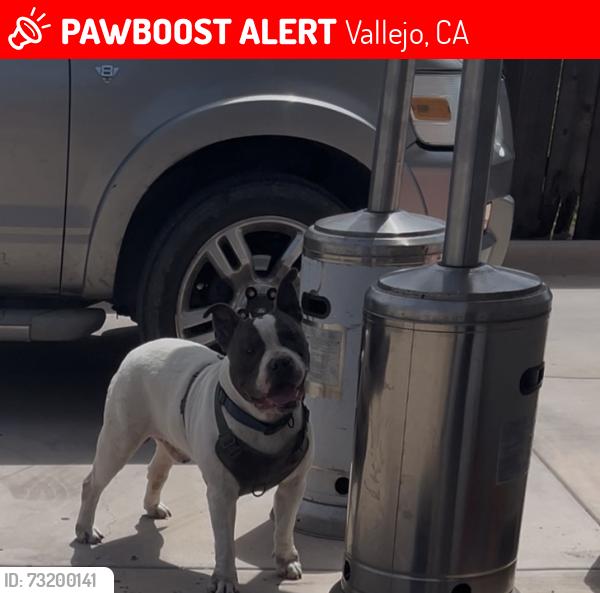Lost Male Dog last seen Broadway, Vallejo, CA 94590