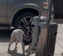 Lost Male Dog last seen Broadway, Vallejo, CA 94590