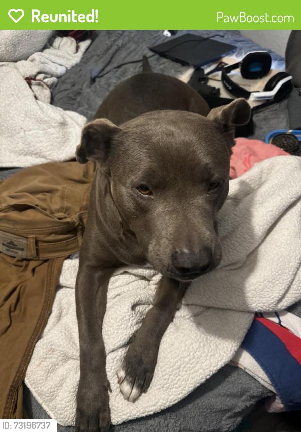 Reunited Male Dog last seen Near E Ave R 6, Palmdale, CA 93550, USA, Palmdale, CA 93550