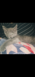Lost Female Cat last seen Golden ave and 35th st, San Bernardino, CA 92404
