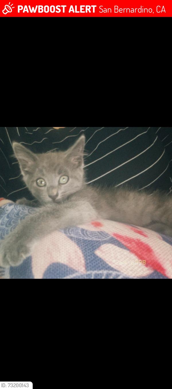 Lost Female Cat last seen Golden ave and 35th st, San Bernardino, CA 92404