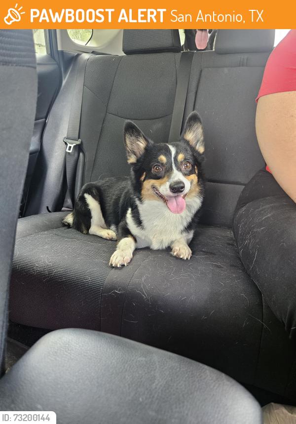 Found/Stray Male Dog last seen Sunrise park, San Antonio, TX 78244