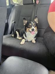 Found/Stray Male Dog last seen Sunrise park, San Antonio, TX 78244