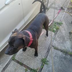 Found/Stray Male Dog last seen 16th and 260th, Des Moines, WA 98198