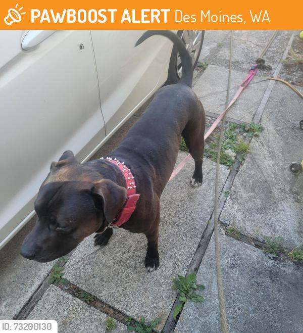 Found/Stray Male Dog last seen 16th and 260th, Des Moines, WA 98198