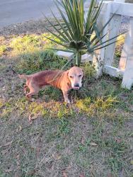 Lost Male Dog last seen Last seen around the Lake DeSoto by the Courthouse side, Lake City, FL 32055