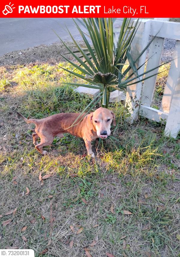 Lost Male Dog last seen Last seen around the Lake DeSoto by the Courthouse side, Lake City, FL 32055