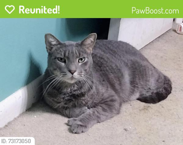 Reunited Male Cat last seen tony pena Jupiter Village phase 6, Jupiter, FL 33458