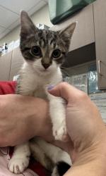 Shelter Stray Male Cat last seen Greenfield and IN-37, Noblesville City, IN, 10501 Hague Rd, Fishers, IN 46038, USA