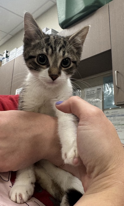 Shelter Stray Male Cat last seen Greenfield and IN-37, Noblesville City, IN, 10501 Hague Rd, Fishers, IN 46038, USA