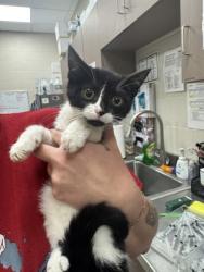 Shelter Stray Unknown Cat last seen Greenfield and IN-37, Noblesville City, IN, 10501 Hague Rd, Fishers, IN 46038, USA