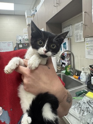 Shelter Stray Unknown Cat last seen Greenfield and IN-37, Noblesville City, IN, 10501 Hague Rd, Fishers, IN 46038, USA