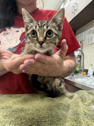 Shelter Stray Female Cat last seen Greenfield and IN-37, Noblesville City, IN, 10501 Hague Rd, Fishers, IN 46038, USA
