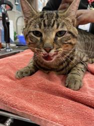 Shelter Stray Male Cat last seen Westfield Blvd & Central Park Dr, HC Strays by Out of County Residents, IN, 10501 Hague Rd, Fishers, IN 46038, USA
