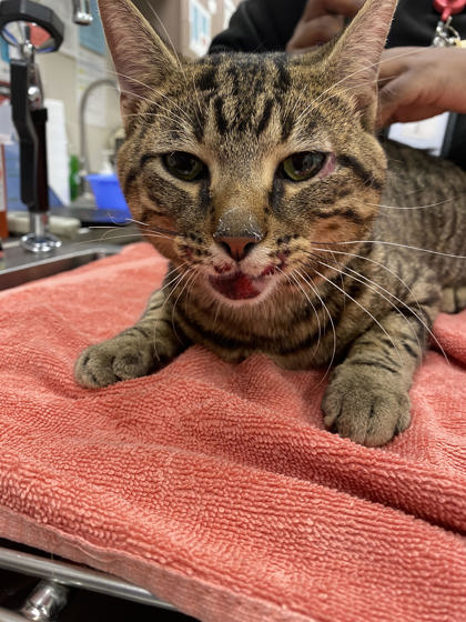 Shelter Stray Male Cat last seen Westfield Blvd & Central Park Dr, HC Strays by Out of County Residents, IN, 10501 Hague Rd, Fishers, IN 46038, USA