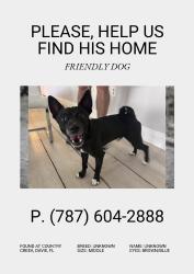Reunited Male Dog last seen Community Pool, Davie, FL 33314
