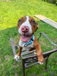Shelter Stray Female Dog last seen Near N Eutaw st, 21201, MD, 2490 Giles Rd, Baltimore, MD 21225, USA