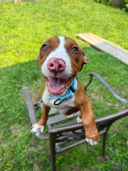 Shelter Stray Female Dog last seen Near N Eutaw st, 21201, MD, 2490 Giles Rd, Baltimore, MD 21225, USA