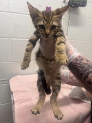 Shelter Stray Male Cat last seen Near Moreland Ave, 21216, MD, 2490 Giles Rd, Baltimore, MD 21225, USA