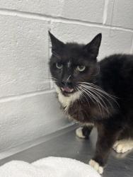 Shelter Stray Male Cat last seen Near Gwynn Oak, 21229, MD, 2490 Giles Rd, Baltimore, MD 21225, USA