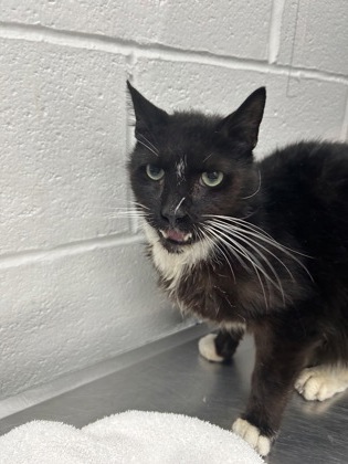 Shelter Stray Male Cat last seen Near Gwynn Oak, 21229, MD, 2490 Giles Rd, Baltimore, MD 21225, USA
