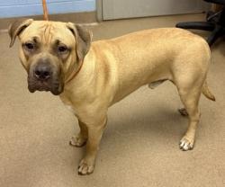Shelter Stray Male Dog last seen Near Greenway Drive, 30035, GA, 3280 Chamblee Dunwoody Rd, Chamblee, GA 30341, USA