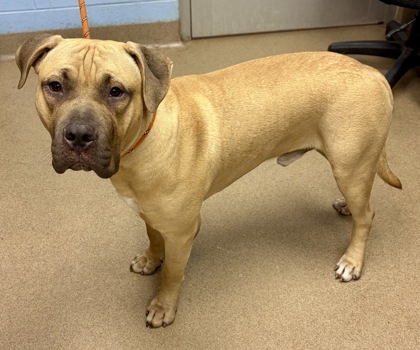 Shelter Stray Male Dog last seen Near Greenway Drive, 30035, GA, 3280 Chamblee Dunwoody Rd, Chamblee, GA 30341, USA