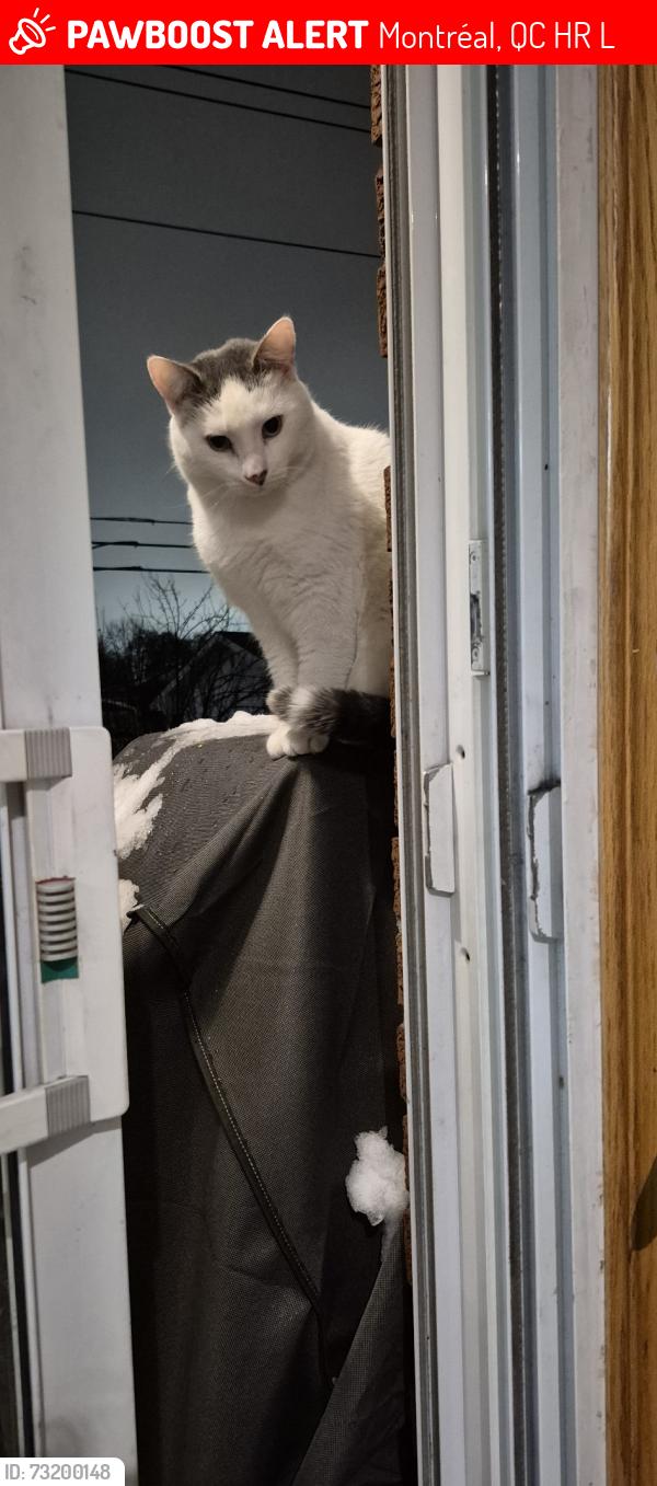 Lost Male Cat last seen Jamay, Montréal, QC H1R 2L2