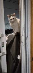 Lost Male Cat last seen Jamay, Montréal, QC H1R 2L2